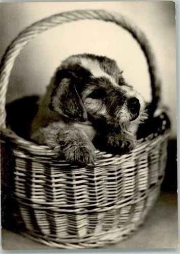 Foxterrier-Welpe im Korb
