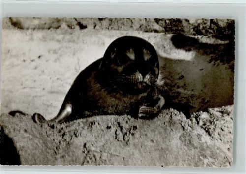Seehund am Strand