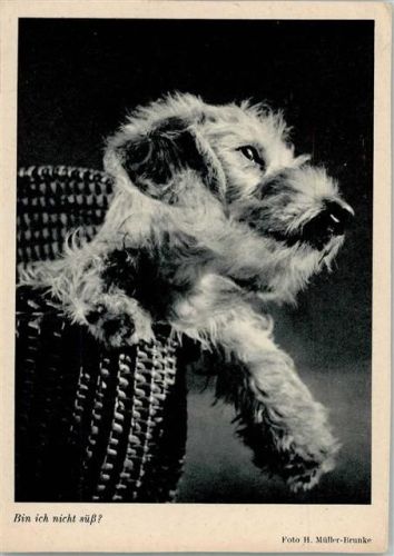 Jack Russell Terrier