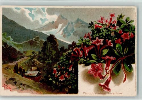 1902 Rhododendron hirsutum , sign K. Str.