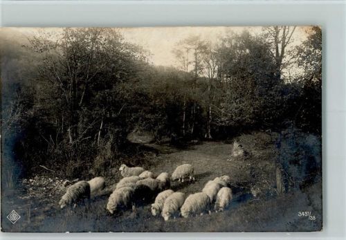 Schafherde