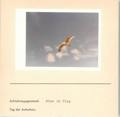 Möwe im Flug Foto montiert auf Karton