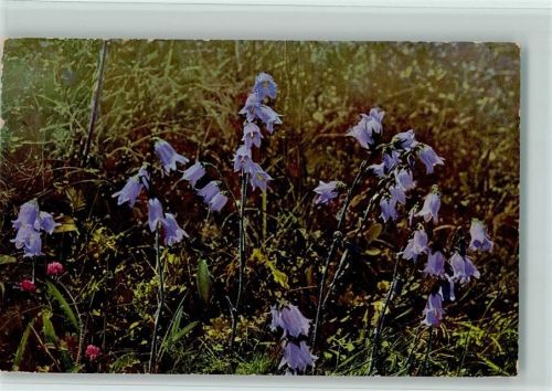 1918 Campanula barbata - Photochromie Nenke Serie L Nr. 522 AK