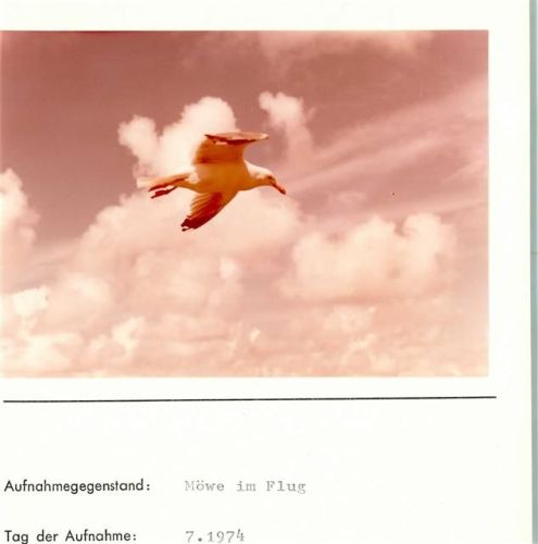 Möwe im Flug Foto montiert auf Karton