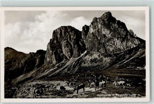 Pfronten Hochweide am Aggenstein Kühe