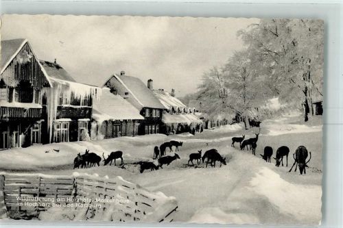 Bad Harzburg Hotel Molkenhaus Wildfütterung Winter