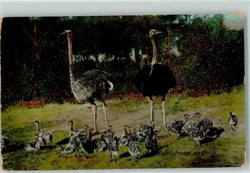 1920 Ostriches and Chicks AK