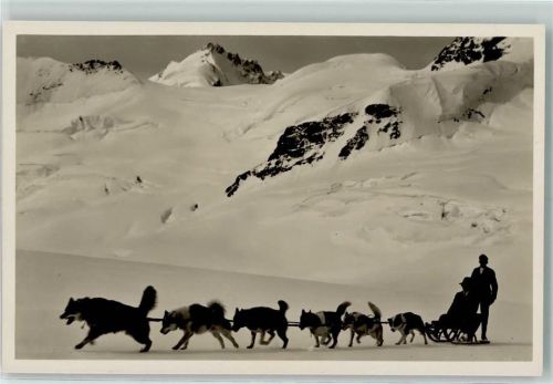 Jungfraujoch 1935 Polarhunde auf dem Aletschgletscher AK