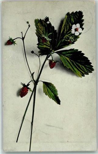 1907 Wilde Himbeeren AK