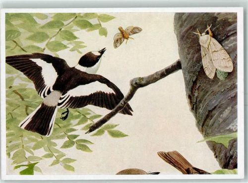Männlicher Halsbandfliegenschnäpper aus einer Bunttafel von Franz Murr AK Vogel Künstlerkarte