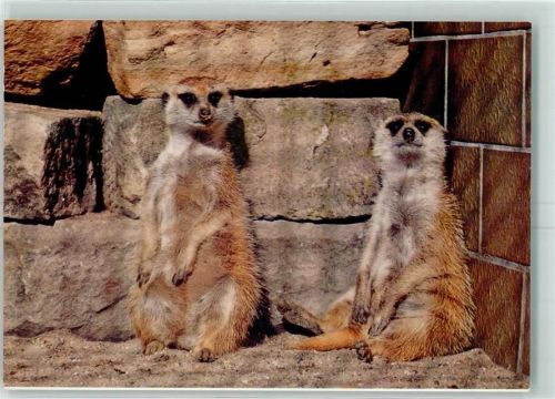 Saarbrücken Zoologischer Garten Erdmännchen Suricata suricata