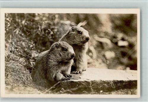 Murmeltiere - Vorarlberger Heimatbildverlag