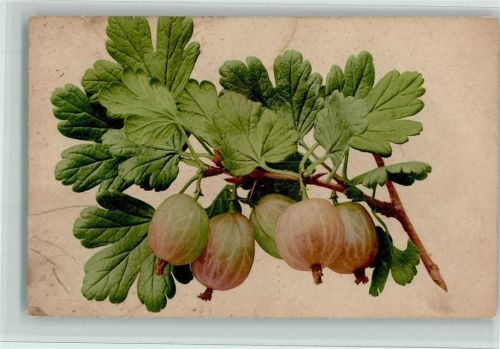 Nr. 704 Früchte, Stachelbeeren AK