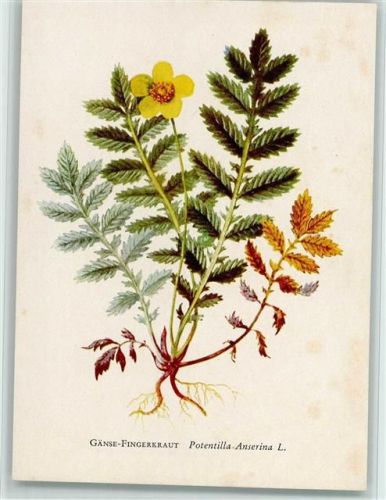 Gänse-Fingerkraut - Aquarell von Gönner, gute Erhaltung