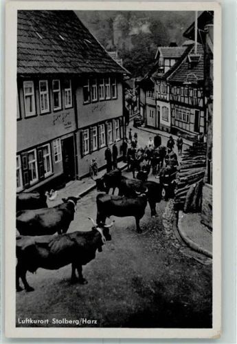 Stolberg Kuhherde