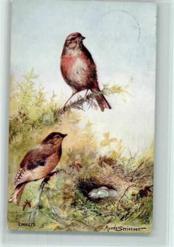 sign Maude Serivener - Linnets AK