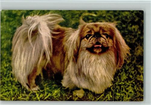 Nr. 3 Pekinese - Edition Stehli AK Gute Erhaltung