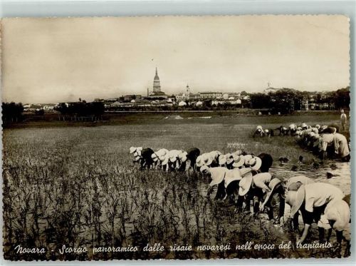 28100 Novara - Blick von den Novara Reisfelder Reispflanzen einsetzen