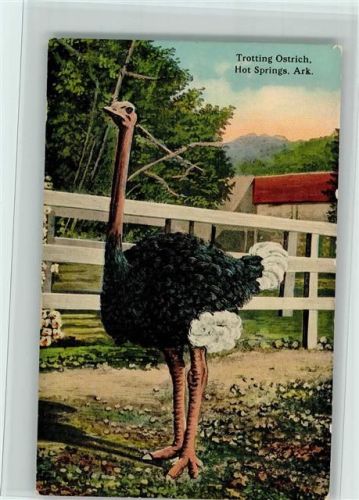 1909 Trotting Ostrich , gute Erhaltung