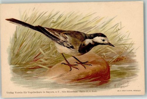 Weisse Bachstelze Motacilla alba Vogelschutz Serie II 1. Aufl. sign W. Heubach
