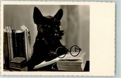 Scotish Terrier Brille Verlag Amag Serie 67753- 2 AK