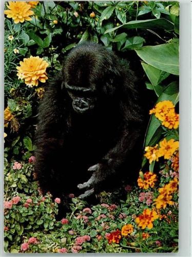1977 Gorilla AK