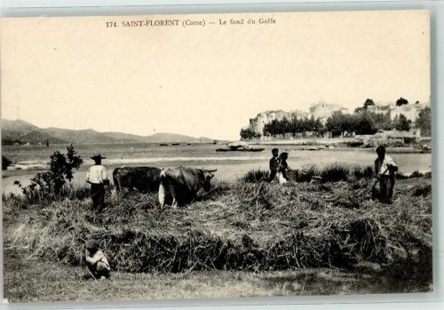 Saint-Florent le fond du Golfe Rindvieh
