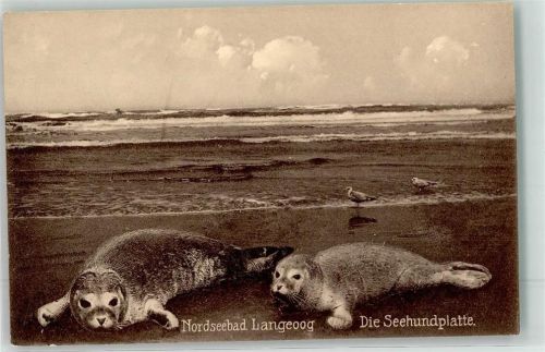 Langeoog die Seehundplatte