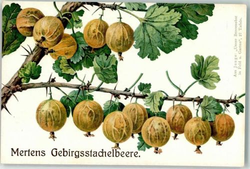 Mertens Gebirgsstachelbeere Aus Junge : Unser Beerenobst in Feld und Garten 27 Tafeln