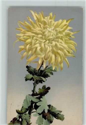 1929 Serie 530 Nr. 1052 - Blumen AK Gute Erhaltung