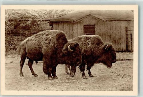 Wien Bison aus Nordamerika Zoo Schönbrunn