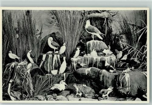Wasservogelgruppe präpariert AK