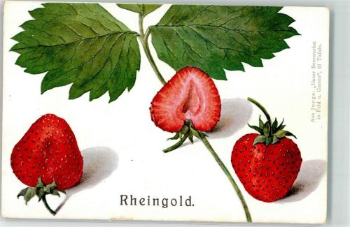 Erdbeere Rheingold Aus Junge : Unser Beerenobst in Feld und Garten 27 Tafeln Frucht, Gemüse