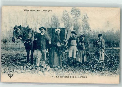 Poix-du-Nord Recolte des betteraves Chicoree Mokta- Williot Ort lt. Recherche