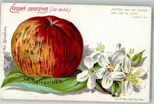 Apfel Pflaume 25. Malvazinka Frucht, Gemüse 1900 Lithographie