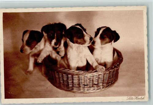 Hunde - Kleine Welpen im Korb - Bild von Lotte Herrlich, Hunde 2. Sammlung Serie 59 AK Herrlich, Lotte