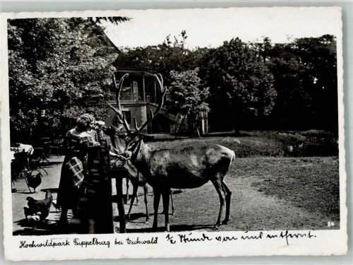 Dubi 1941 Hochwildpark Tuppelburg Hirsch