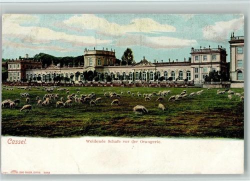 Kassel Weidende Schafherde am Schloss