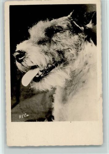 Hundekopf Foto AK