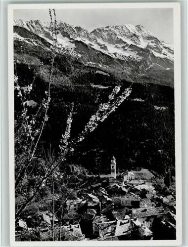 Soglio Bergkirsche blüht