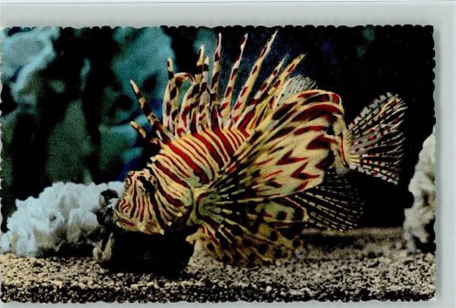 Rascasse volante - Aquarium in Monaco