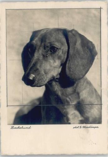 Dachshund Foto AK