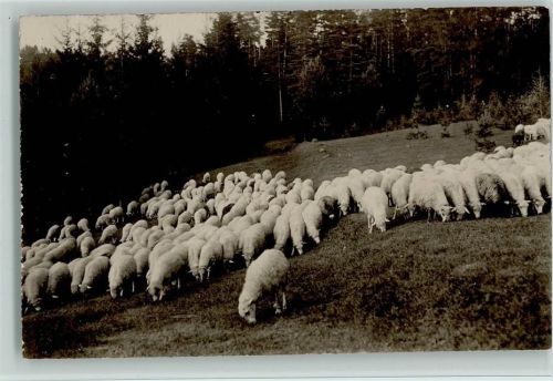 Schafherde Foto ca 1915 AK