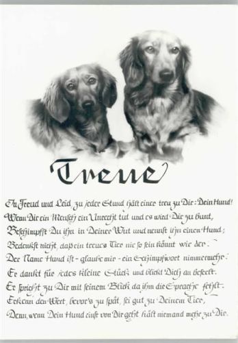 Treue - Langhaar Dackel