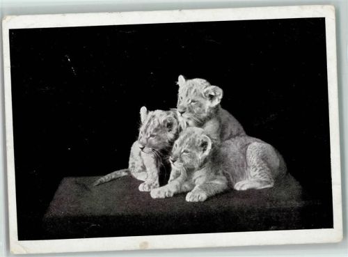 Kleine Löwen 1930 AK