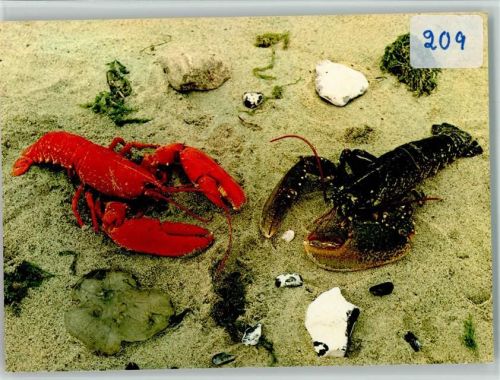 Hummer im Sand ca 1960 AK Meerestier