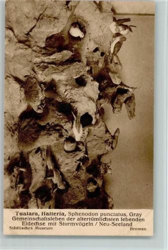 Eidechse mit Sturmvögel Neu Seeland ca 1930 AK