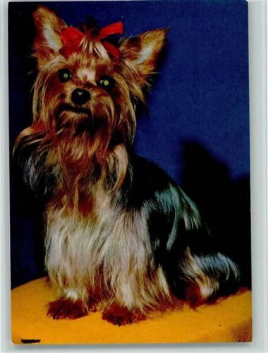 Yorkshire Terrier ca 1965 AK