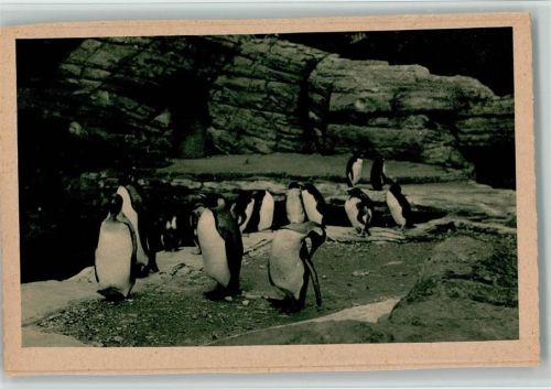 Südpolar - Pinguine ca 1927 AK