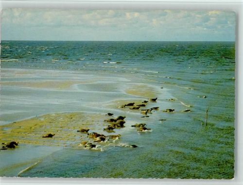 Seehundbank vor den ostfriesischen Inseln 1963 AK